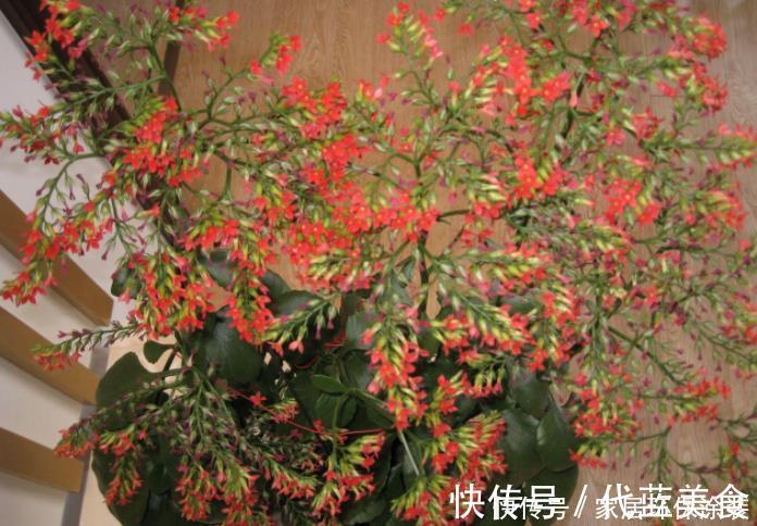 养不死的长寿花品种,因为“好养”被淘汰,新手养最合适!