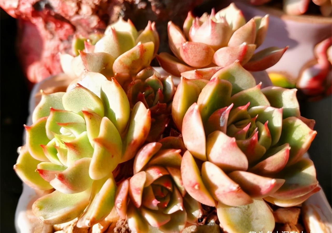 叶片|多肉有“三怕”，入冬养护要避开，猛蹿芽冒新根，憋成群生肉墩子