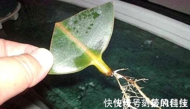 养活|这5棵“树”太贵了,偷偷摘一截枝条就养活了,不用花钱买啦!