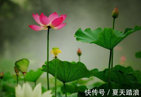 喜事|8月上旬，吉星近身，4属相迎来桃花，喜事不断，生活更精彩