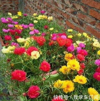 这“三种花”遇水疯长,一天不补水,丑到没朋友,大户人家最爱养!