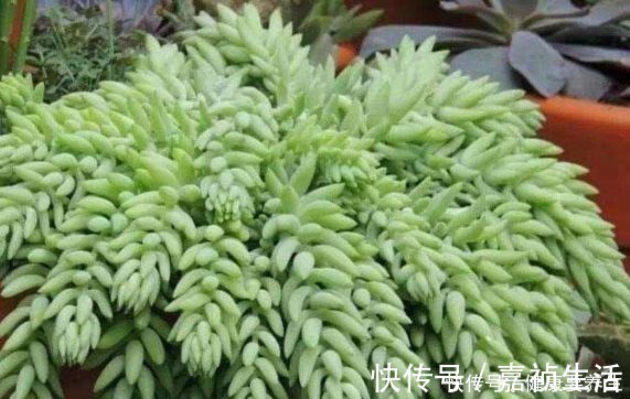 叶片|养多肉就养这8种,皮实又好养,短时间就能变老桩,出状态也很美!