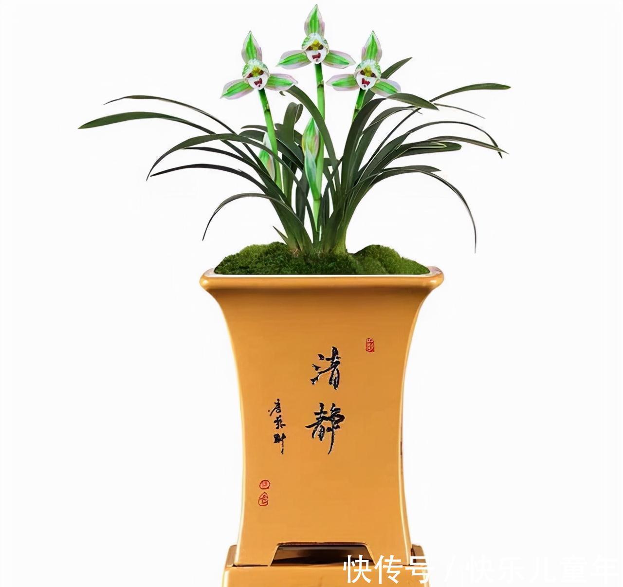 帝王妃|这种兰花极具帝王气息,花色奇特,兰香醇正,值得兰友们收藏