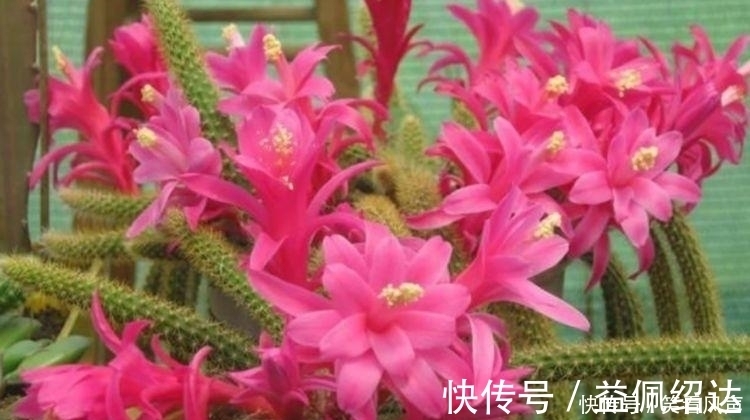光照|最有仙气的4种花，迷人的花朵，开满整个花盆，美不胜收