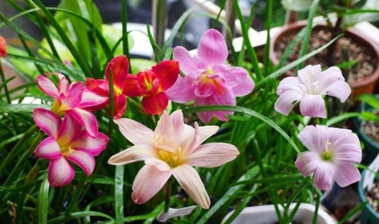 4种“懒人花”,越“不理”越旺盛,给点水就“疯长”,超好养!4