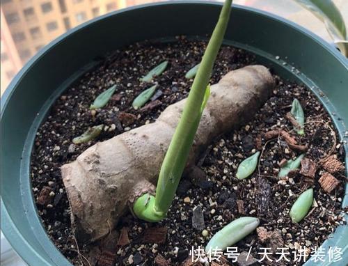 龟背竹|4种“泼辣花”，长出“气生根”，是好事，不用扦插，剪下来就活