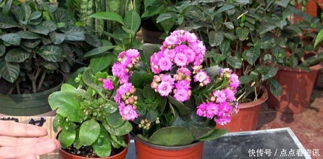 盆栽长寿花,该做哪些准备迎接夏季3点做到位,花期又长一些