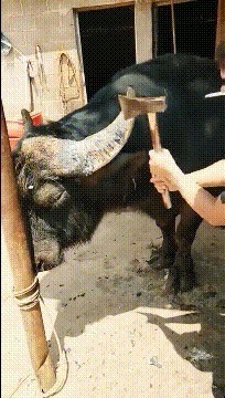 |搞笑GIF:这是什么玩偶啊,弄得我不知道怎么加油了