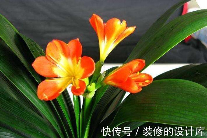 盆栽君子兰叶片长不大怎么回事，找到原因对症处理