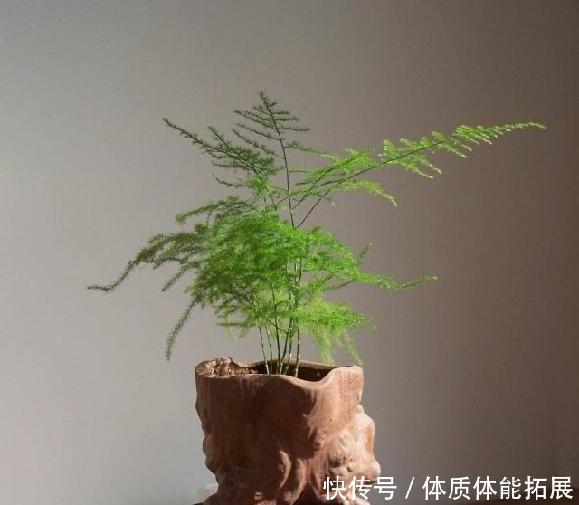 文竹不长了5个“小技巧”，长得又快又美，郁郁葱葱一大丛！