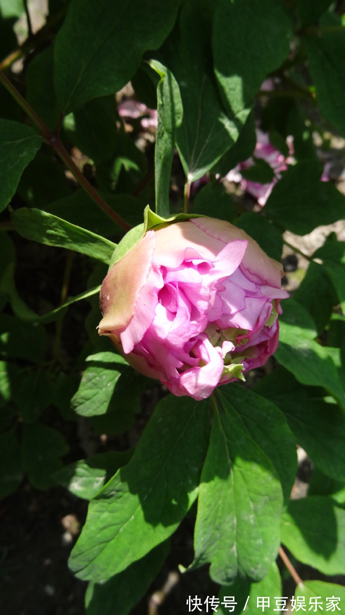 喜欢菊花,不如养盆“牡丹四大名品”赵园粉,娇艳欲滴,芳香浓郁