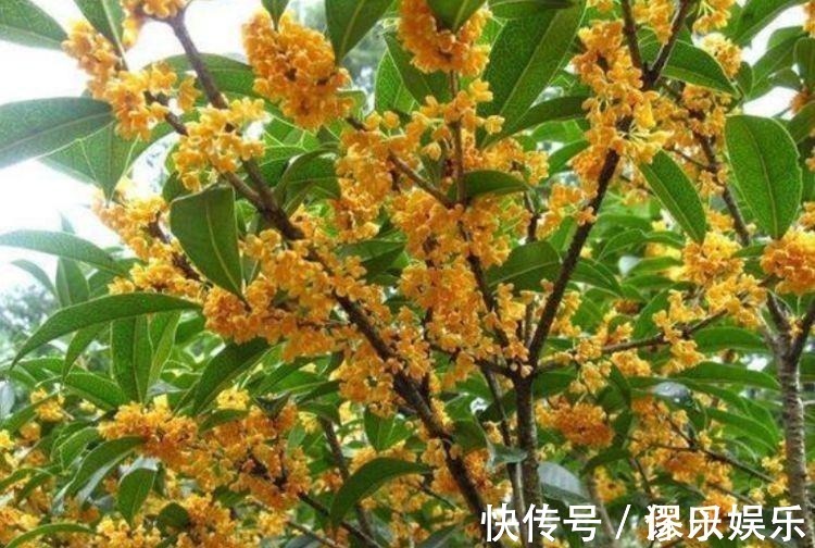 就买4种花便宜又好养的花,开起花来拦不住,颜值超高的