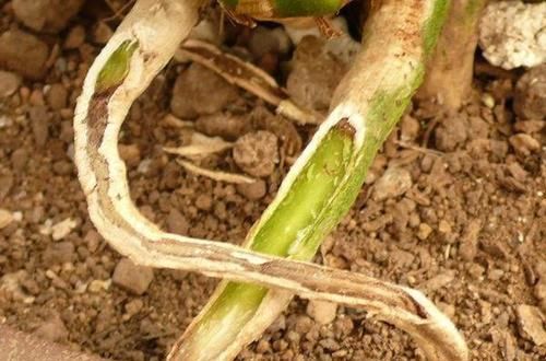  放在|兰花出现这种现象，放在冰箱里冻一冻，来年就能发芽，比生根粉强