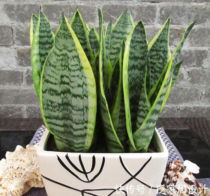 养护|厨房里哪些东西是虎皮兰喜欢的,可在盆栽期间用上?