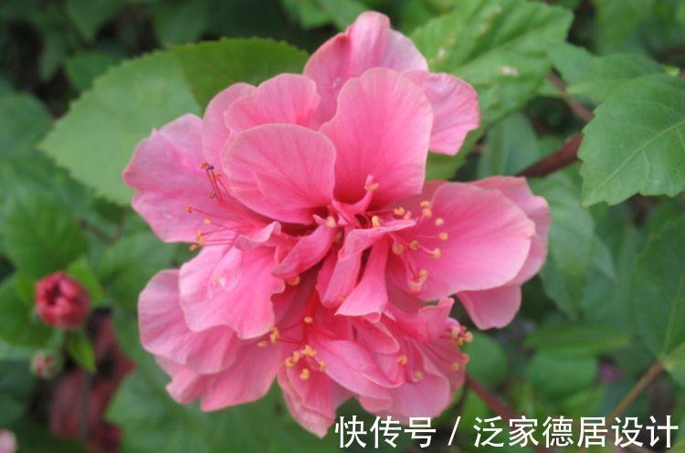 惊艳|8月18日-8月28日,庭院选这几款花,长的特别好,花色惊艳清新