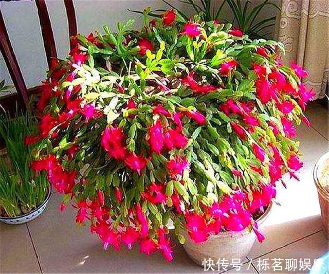 根系|蟹爪兰花后养护很重要,仅仅修剪还不够,做好这4点,开花大又多