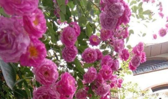 新手|新手养花就养这3种，既便宜又好养，施点肥浇点水轻松爆满盆