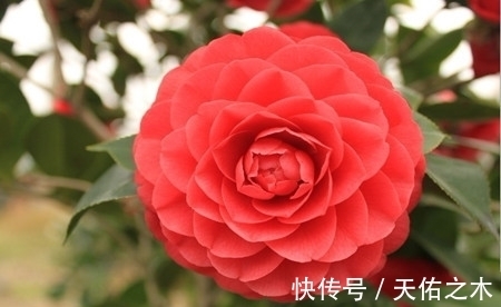 茶花|比牡丹还美的茶花，花大色艳浓香，花开一茬接一茬，好看又好养
