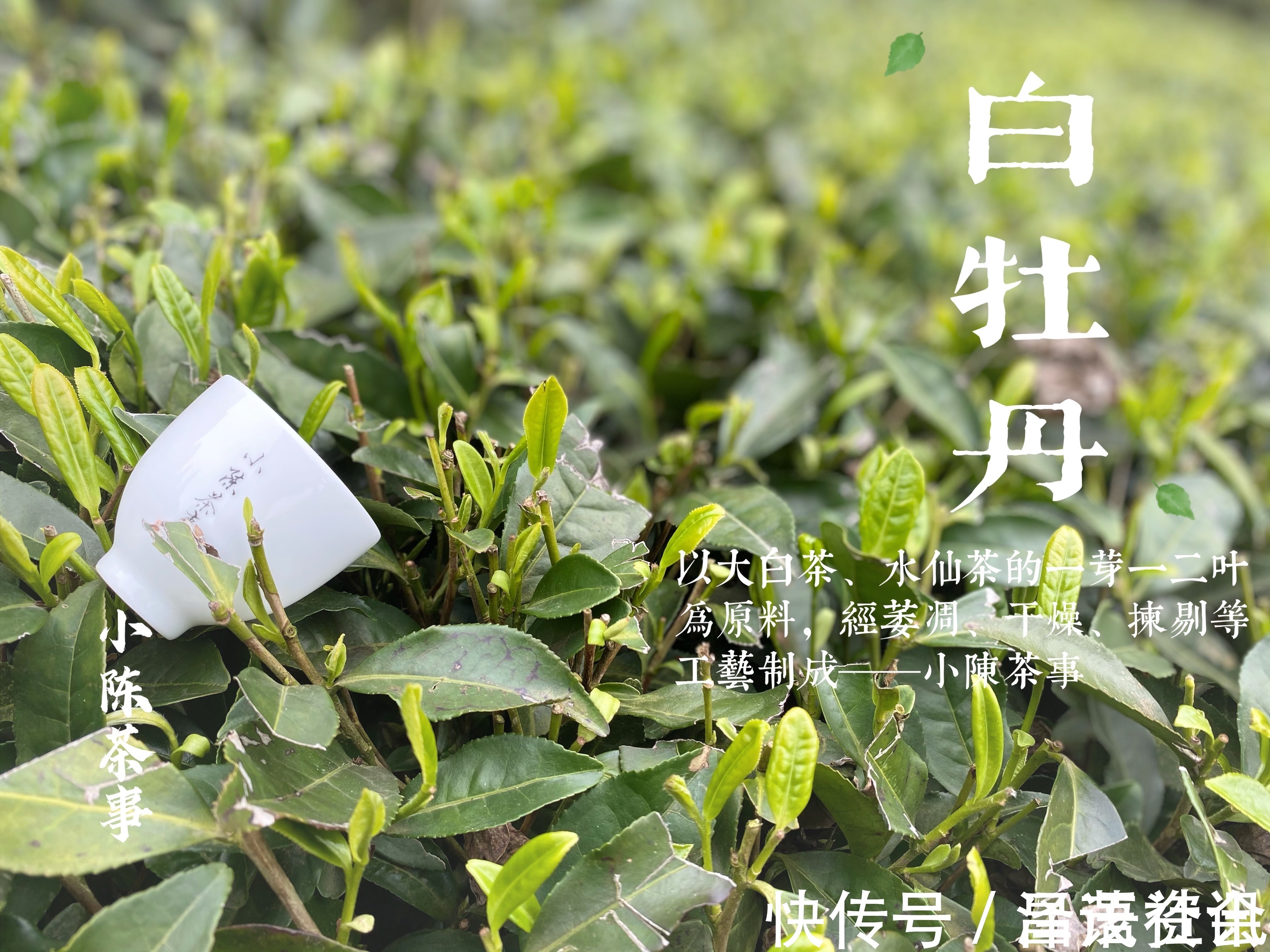 白毫银针@白茶圈令人迷惑的操作,有人心急想“买早”,有人淡定想“买老”