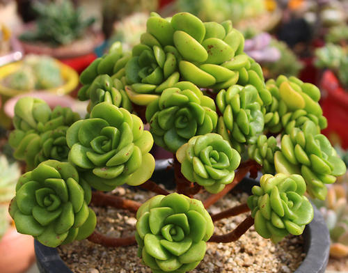 达摩福娘|养多肉植物选它,造型别致,香味宜人,养护简单,值得拥有!