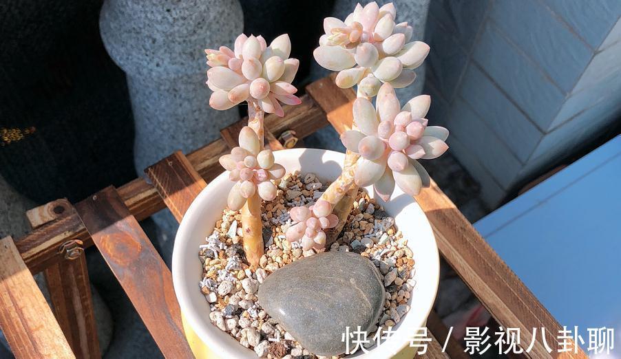 愁多肉“过冬难”，就抓紧做好这4件事，花友：今年盆栽特省心