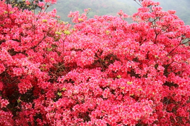 我国最顶尖的盆栽,花开180天,比桂花都香十倍,不仅耐看更好养