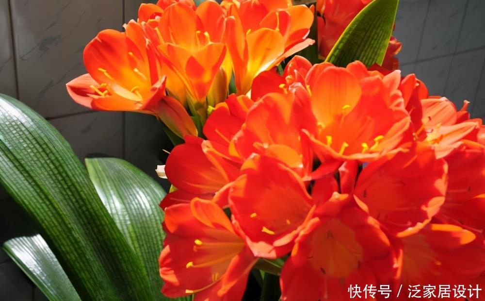 翻倍|5月养君子兰,掌握几个要点,叶子挺拔油绿,来年花量翻倍