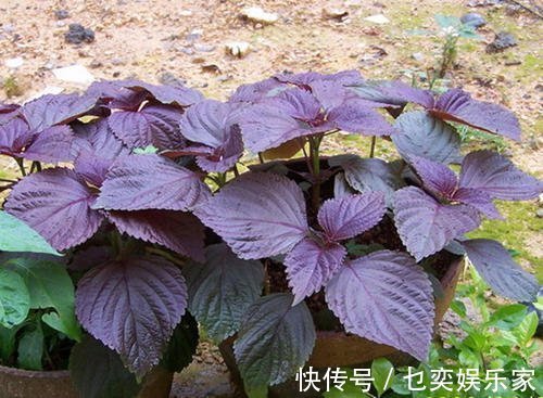 鲜美|农村田间地头常见6种野菜,鲜美可口,营养丰富,谁吃谁“长寿”