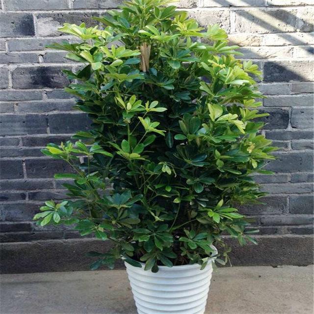 把“福气树”养在家,养越久越“值钱”,还能吸走“甲醛”,值