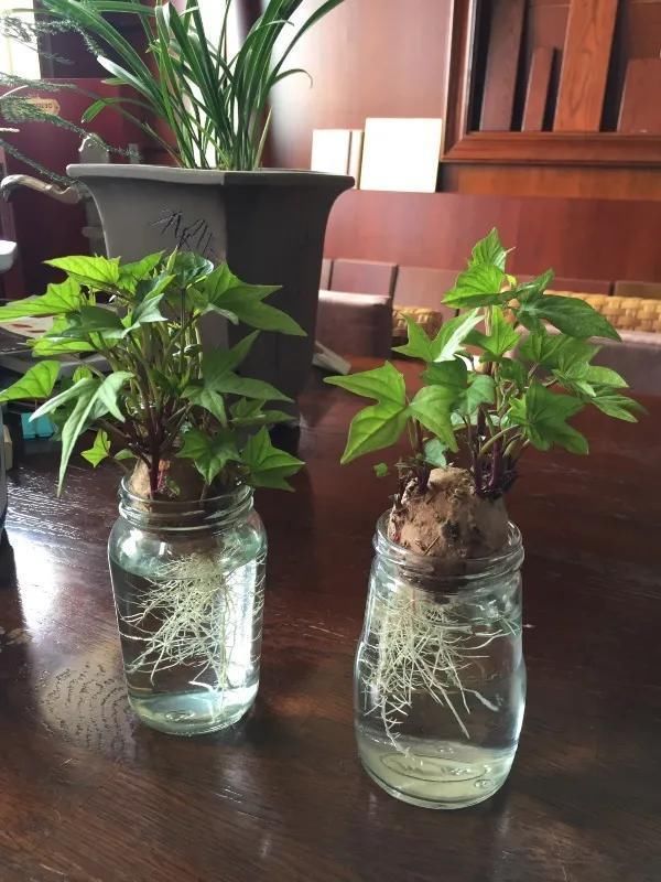 1粒花生丢水里,呼呼长成小森林,这艺术品给钱也不卖