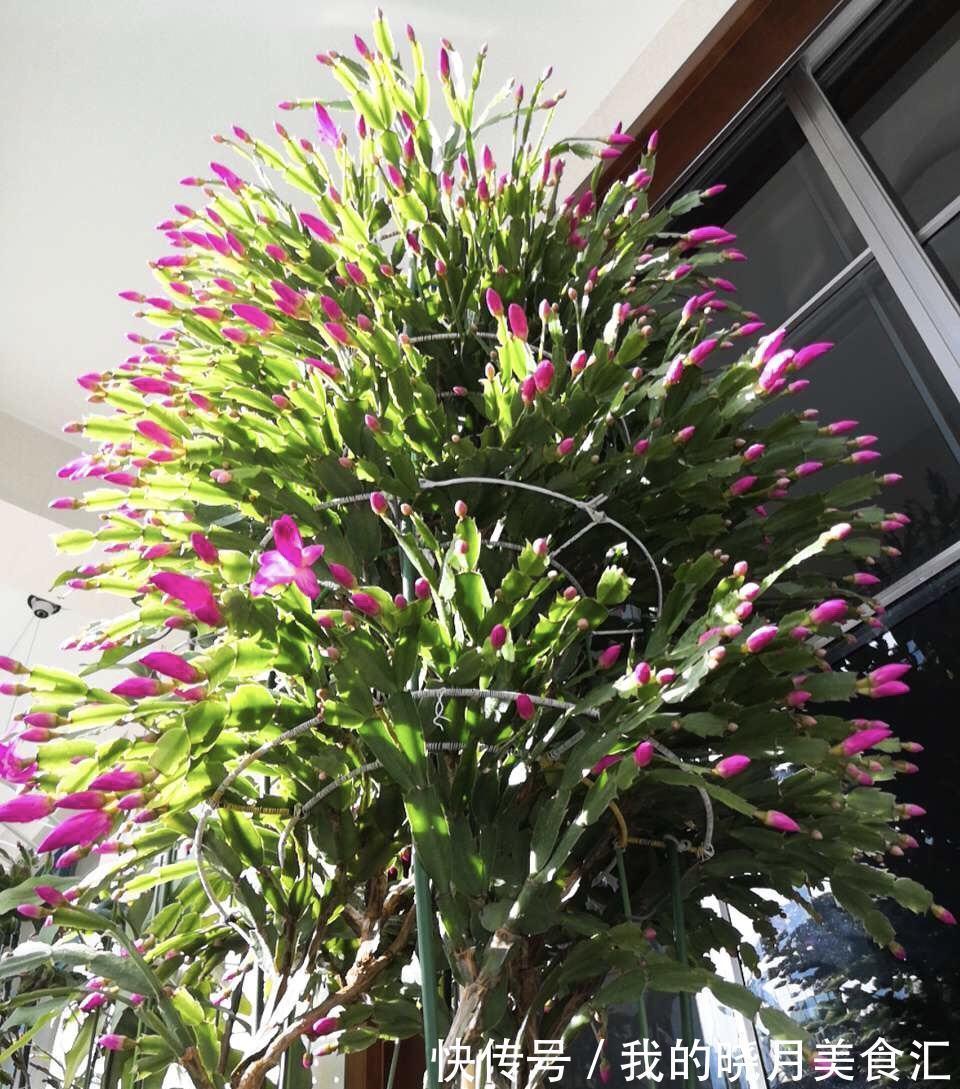 叶片|十种健康花,适合现在养,人养花花亦养人,越养空气越“干净”