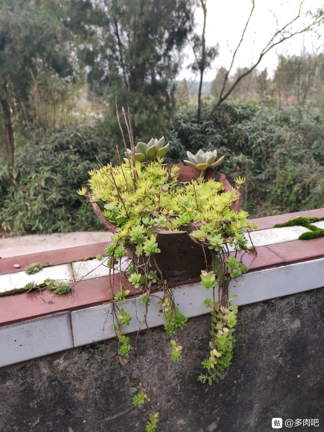 腌咸菜的坛子钻个孔，养花变成巨无霸，特美！