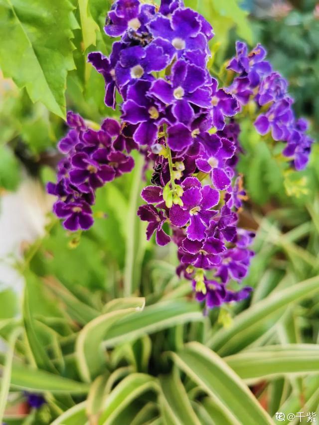 想要家里四季花开，这20种花，连续能开300天，完全不歇气
