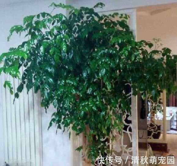 花卉|家里养此款花卉,便宜又好养,简单易成活,纯洁美