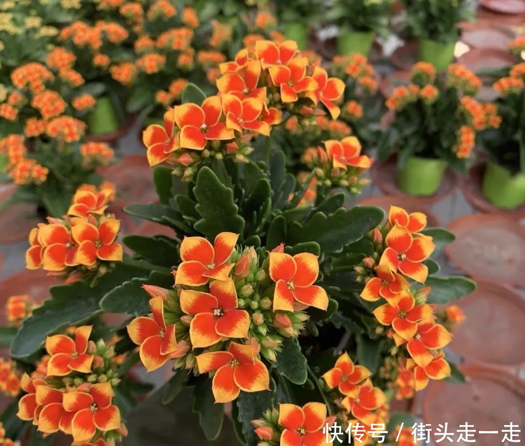 45种长寿花,个个都美爆了,你家养了多少种?