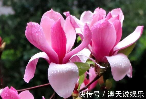 花色|想养花试试“它”花语灵魂高尚,花色“从里到外”会变色