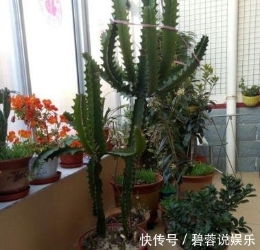 客厅|这3款“植物”再穷也要买，摆在客厅旺运也“旺家”，不要再错过