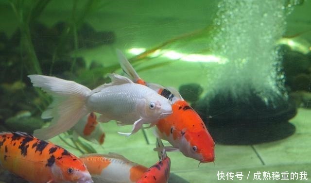 多长时间|如果春节出远门,鱼缸里的观赏鱼最多可以多长时间不喂食