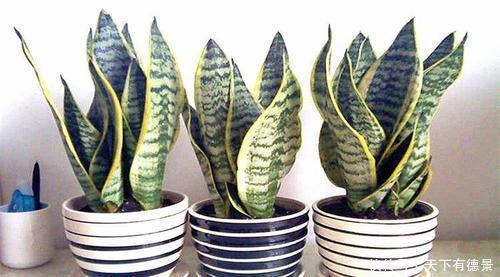 虎皮兰|家里养3种花,不能多浇水,否则黄叶又烂根!