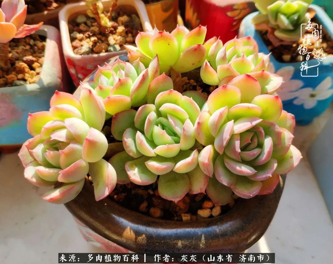 多肉植物|养多肉四年,铁打的盆盆流水的肉,无需多问,问就是喜欢!