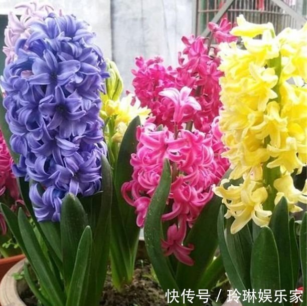 养花就养这几款,花朵小巧玲珑,瑞气盈门、花开富贵