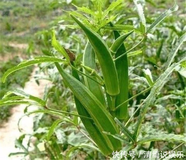 秋葵千万不要和这个同吃,不仅没营养,还易引起腹痛!
