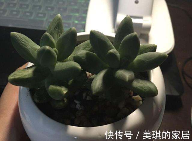 多肉|多肉叶子干瘪,怎么浇水都没用?这4方面出错,改掉才有救