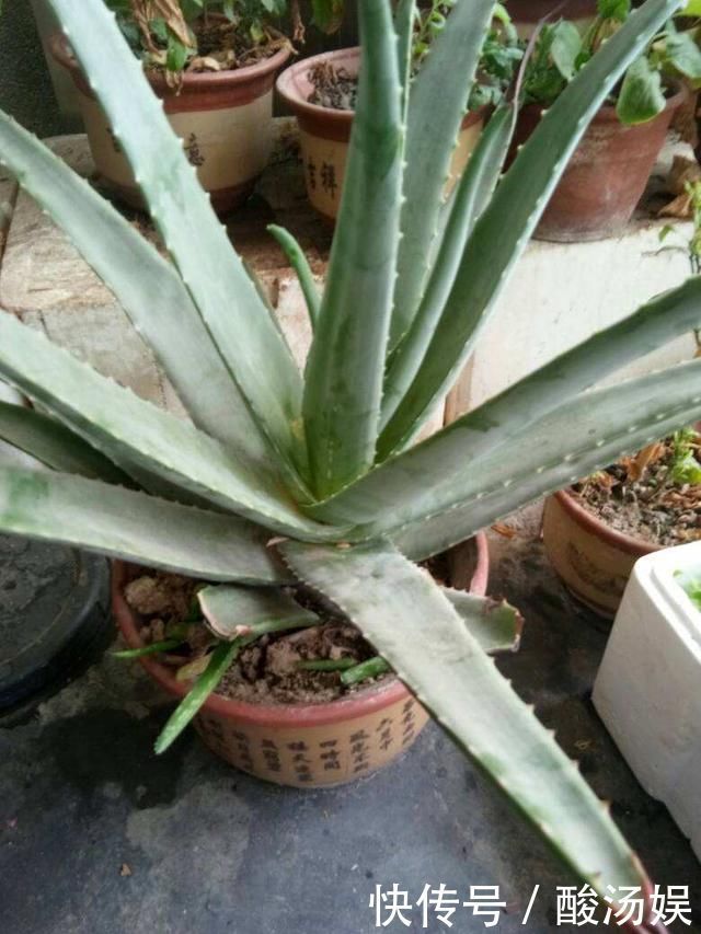 3种旺家花卉,养人养身心,家里有老人更要养