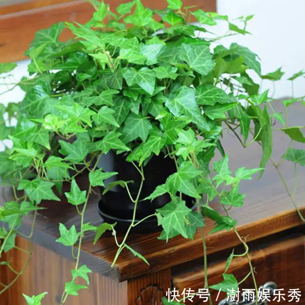 13种“阴冷花”,客厅没光照,长得更旺,越晒越难看