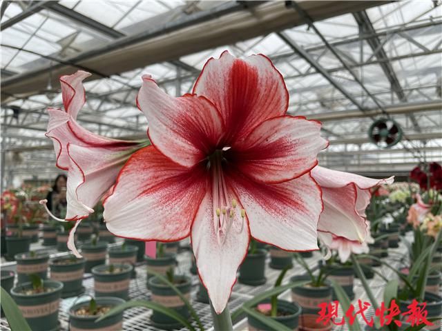 咬唇妆、初恋妆、渐变妆……在春天邂逅“美女”朱顶红