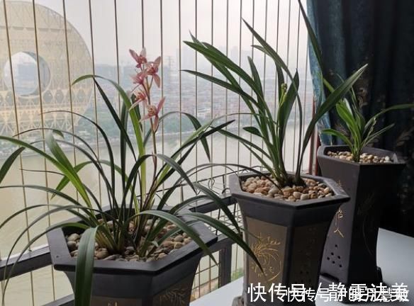 柠檬皮|养兰高手养兰花，都有“专用肥”，易吸收养分足，一般人都不知道