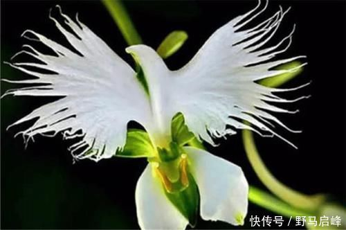 兰花|喜马拉雅山发现的价值1500万的兰花？这兰花凭什么这么贵？