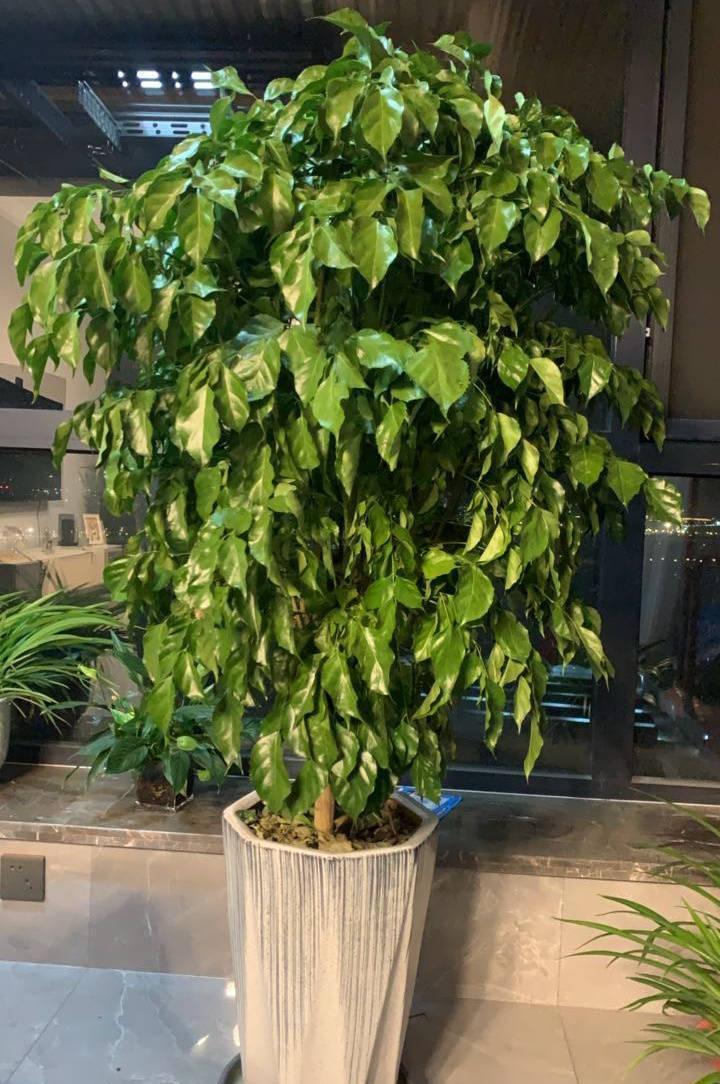 养好幸福树,关键有2点,叶子绿油油枝干壮实开花满枝