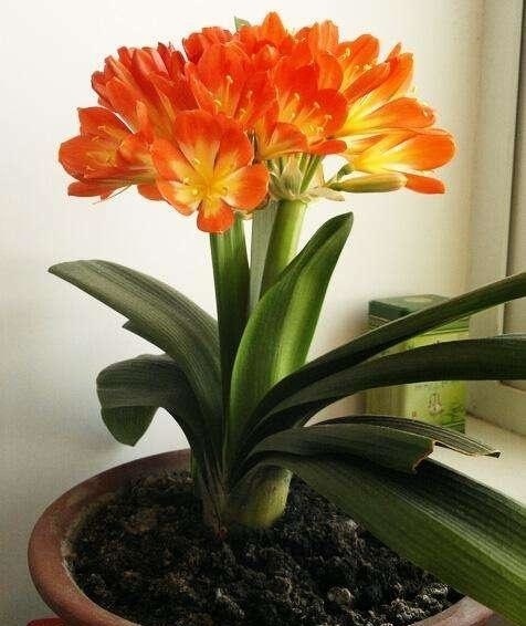 君子兰“烂根”别扔了,1种药水泡一泡,20天生根,长得更旺